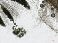 Podospora_sp_2