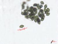 Podospora_sp_3