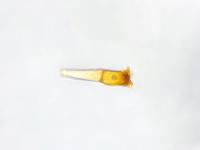 Puccinia_coronata_5