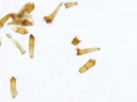 Puccinia_coronata_3