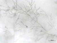 Rhizoctonia_sp_5