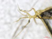 Rhizopus_sp_1