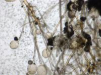 Rhizopus_sp_2
