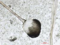 Rhizopus_sp_4