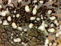 Septoria_sp_1