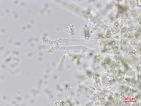 Trichoderma_virens_1