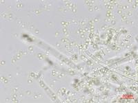 Trichoderma_virens_2