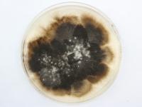 Ulocladium_sp_1