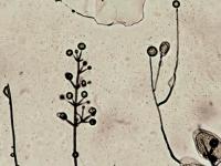 Verticillium_dahliae_4