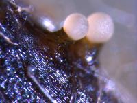 Zythia_sp_2