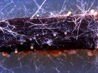 Zythia_sp_1