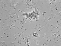 Zythia_sp_4