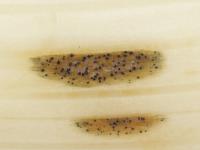 Septoria_sp_6