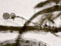 Pythium_splendens_1