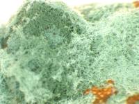 Trichoderma_sp_1