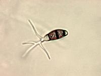 Truncatella_sp_3