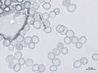 Albugo candida_2