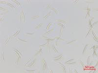 Fusarium virguliforme