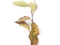 Pomme_glyphosate (9)_14