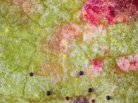 Vigne (raisin) - Blanc (Erysiphe necator)_8