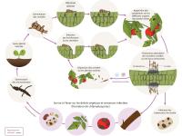 Alternaria sp. cycle maladie