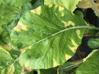 Moutarde épinard - Nervation noire (Xanthomonas campestris pv. campestris)
