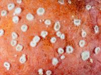 Monilinia sp.