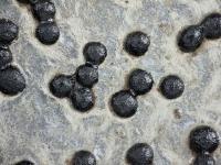 Sclerotium cepivorum