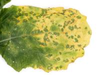 Navet - Rouille blanche des crucifères (Albugo candida)