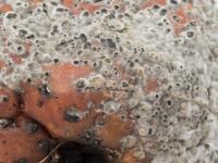 Monilinia polystroma