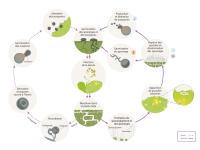 Albugo candida cycle maladie