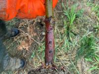 Sapins - Pourritures des racines (Phytophthora abietivora)_5