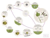 Plasmopara viticola - Cycle maladie