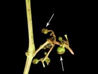 Vigne - Excoriose (Diaporthe neoviticola)