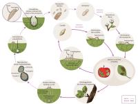 Venturia inaequalis - cycle épidémiologique