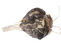 Ail - Pourriture blanche_2