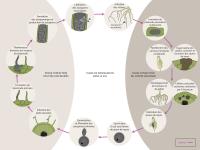 Plasmodiophora brassicae cycle maladie