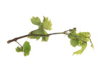 Vigne - Excoriose (Diaporthe neoviticola)