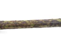 Vigne - Excoriose (Diaporthe neoviticola)
