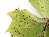 Vigne - Excoriose (Diaporthe neoviticola)