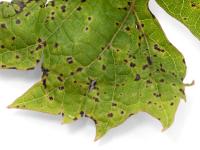 Vigne - Excoriose (Diaporthe neoviticola)