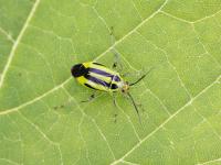 Punaise à quatre raies (Poecilocapsus lineatus_3