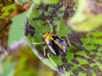 Punaise à quatre raies (Poecilocapsus lineatus_4