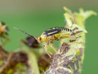 Punaise à quatre raies (Poecilocapsus lineatus_5