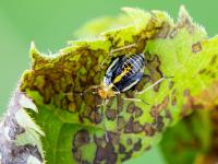 Punaise à quatre raies (Poecilocapsus lineatus_6