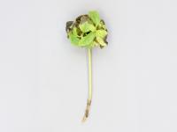 Eupatoires - Phytoplasme de la jaunisse de l'aster_1