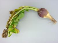 Rutabaga - Nervation noire (Xanthomonas campestris pv. campestris)