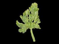 Courges - Virus de la mosaïque du concombre (CMV)