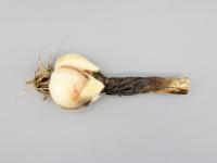 Ail - Anthracnose (Colletotrichum circinans)