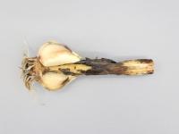 Ail - Anthracnose (Colletotrichum circinans)